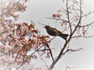 小鳥と桜 (2)